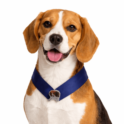 G0114 GOLINHA DE CETIM C/CACHORRINHO - 10 UN